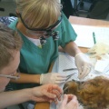 Oftalmologie - praktický kurz pro veterinární lékaře